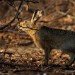 Hare 28_01_06_2